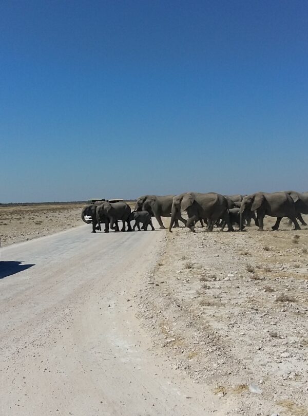 Etosha national park Namibia's prime safari destination.