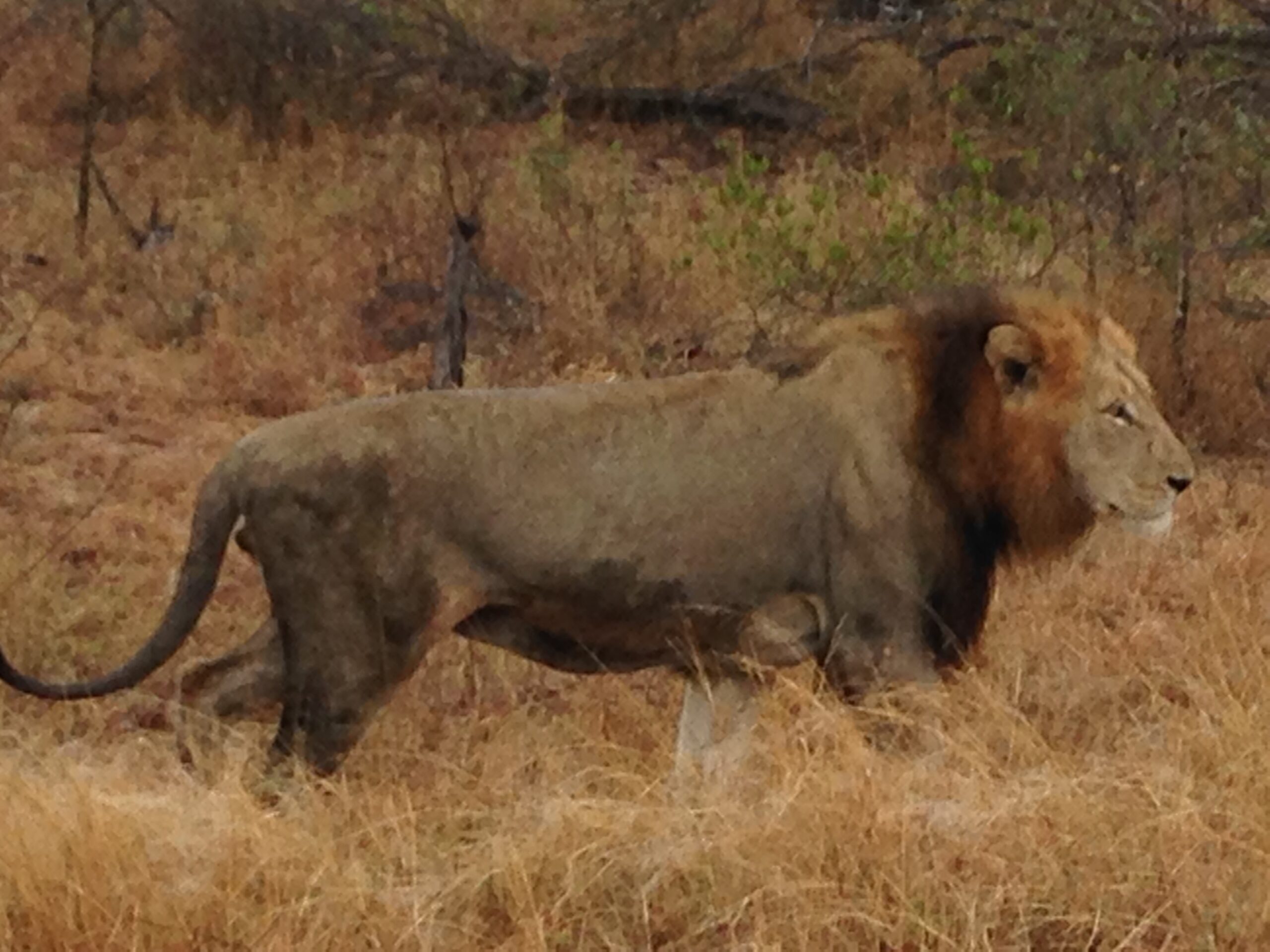 Lion on game drives