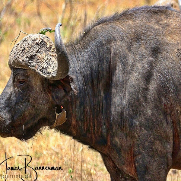 Buffalo is one of the big five wildlife in Africa