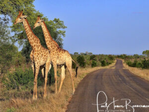 giraffe on the road side