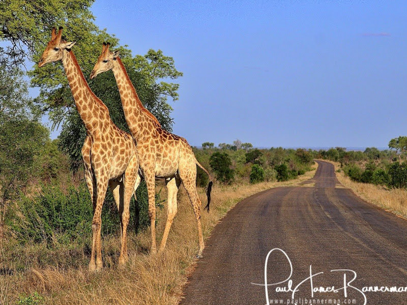 giraffe on the road side