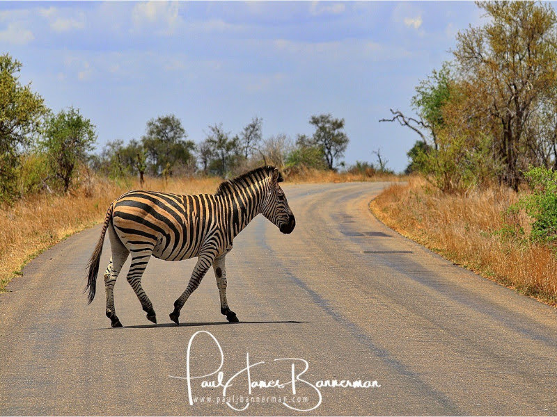 zebra wildlife in Africa