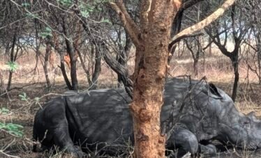 black or white rhino