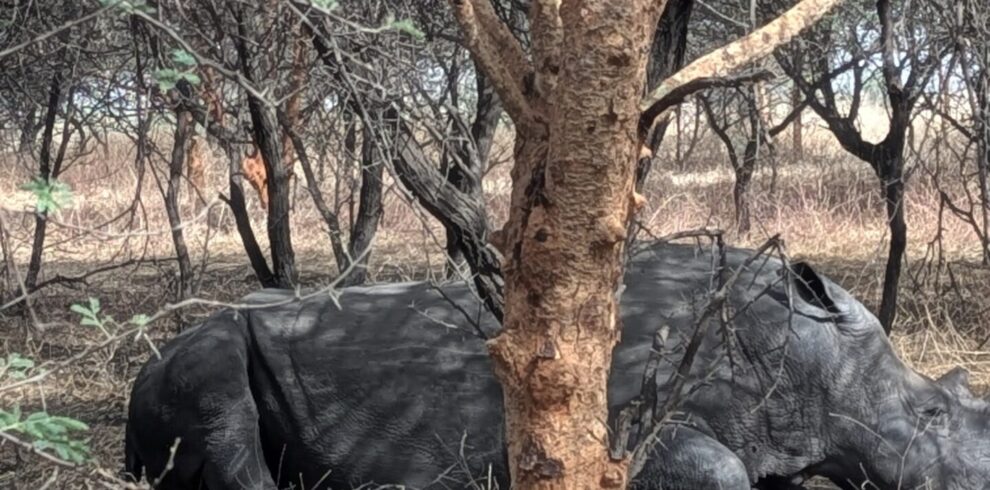 black or white rhino