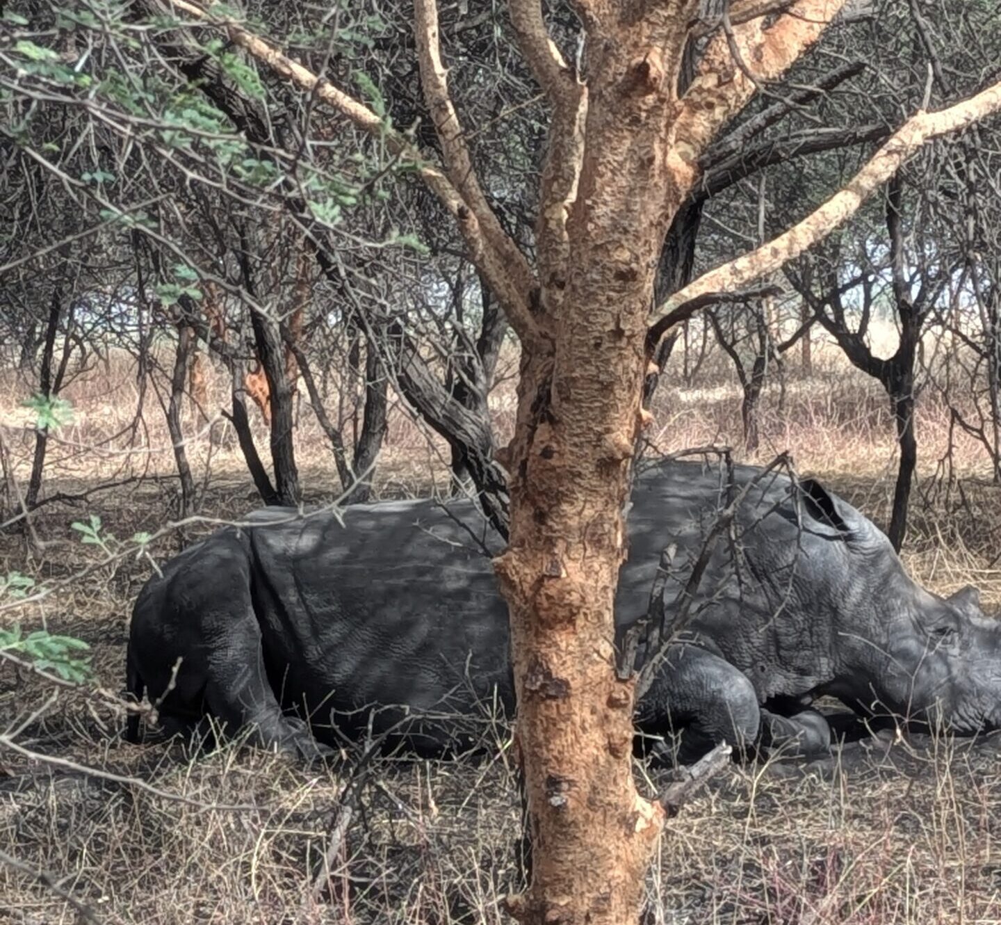 black or white rhino